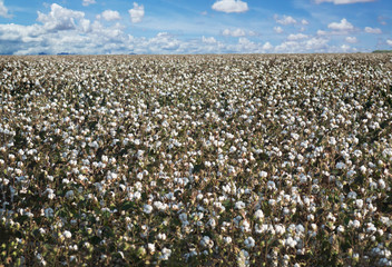 Endless field with ripened cotton