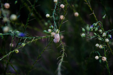 flowers in the garden