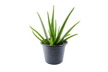 Fresh Aloe vera plant (Aloe barbadensis Mill, Star cactus, Aloe, Aloin, Jafferabad or Barbados) in a pot isolated on white background, Clipping path.