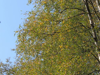 autumn leaves on tree