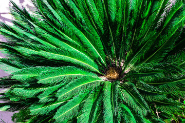 green background with palm leaves
