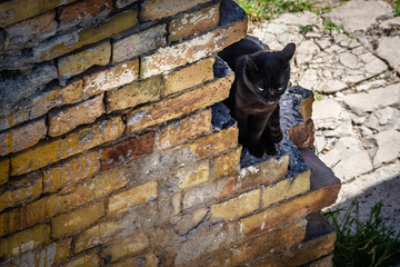 wild cat on the city street