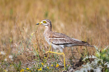 Nature and bird. Yellow green nature habitat background. Bird: Eurasian Stone curlew. Burhinus oedicnemus. 