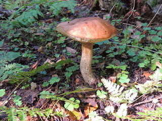 mushrooms in the forest.autumn forest rich selection of fungi.
