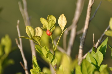 Cerrado Flowers and Plants