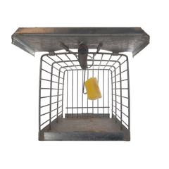 Humane type mousetrap, front view looking inside, isolated on white background, set with cheese to trap rodent. Or concept.