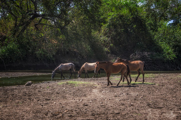 Rural Nicaragua river with horses