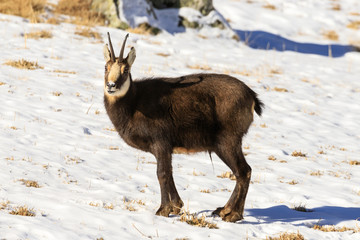 camoscio nel parco nazionale del Gran Paradiso