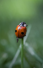 Ornager Marienkäfer sitzt auf grünen Blatt