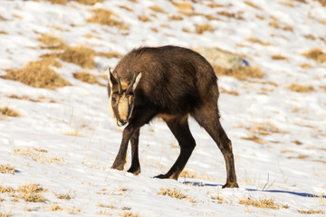 camoscio nel parco nazionale del Gran Paradiso