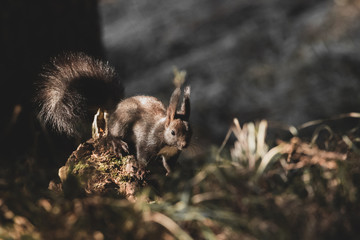 Europäischen Eichhörnchen in Sommerlichen Licht 