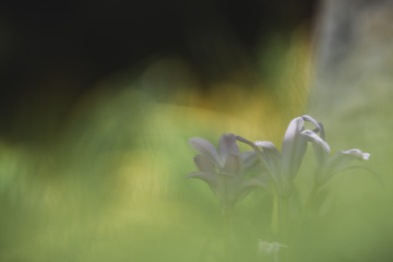 Violette Blume mit verwaschten grünen Vordergrund