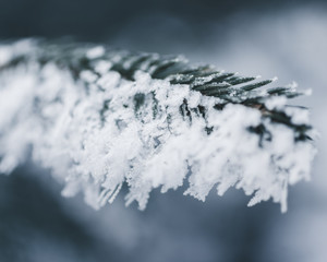 Winterliche Details Fichtennadeln bedeckt mit Frost