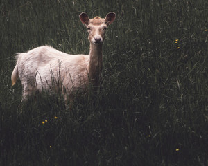 Dammhirsch Weibchen im hohen Sommergraß