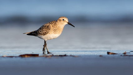 Sanderling