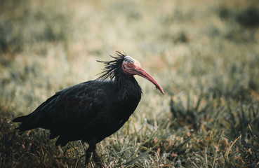 Waldrappen auf Nahrungssuche