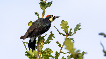 Acorn Woodpecker