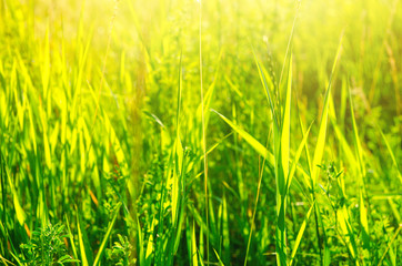 green grass