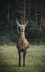 Augenkontakt mit wildem Rothirsch