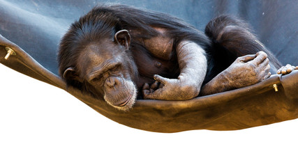 chimpanzee on a hammock with white background and room for text 