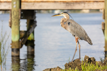 A stunning and elegant Great Blue Heron (Ardea herodias) standing on the south bank of Florida's beautiful Crystal River, with a local fishing pier in the background.