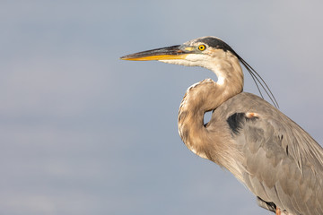 Close-up of a stunning and elegant Great Blue Heron (Ardea herodias).