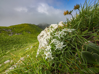 Edelweiss on the meadow on top of Črna prst mountain mountain in the summer, Slovenia