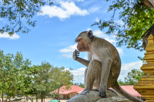 Rhesus monkey, Macaca Mulatta Primates a local monkey in Asia.