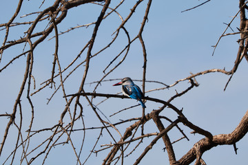 The woodland Kingfisher in a tree