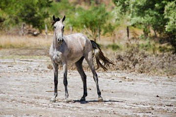 Wild horse, rural Nicaragua