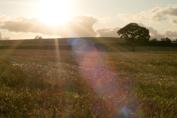 Fototapeta premium Sun setting on farmers crop field with tree landscape and sun flares