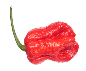 Fresh red 7-Pot chili pepper (Capsicum chinense) isolated on white background