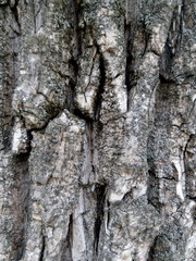 Oak bark in a summer forest close up