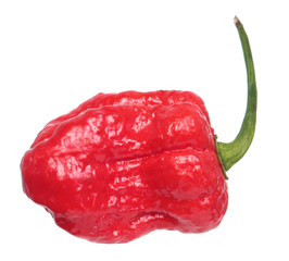 Fresh red 7-Pot chili pepper (Capsicum chinense) isolated on white background