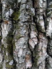 Oak bark in a summer forest close up