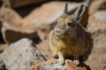The Bolivian Viscaccia on the rocks