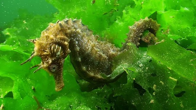 Hippocampe - Seahorse