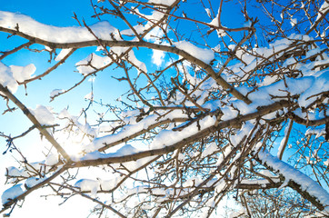 branches with snow