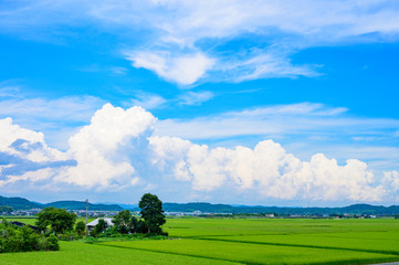 夏の青空と緑の水田