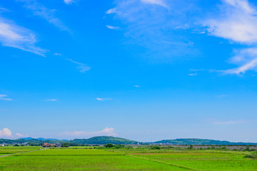 夏の青空と緑の水田