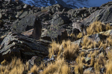 The Bolivian Viscaccia on the rocks