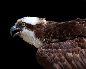 close-up portrait of an osprey against a black background