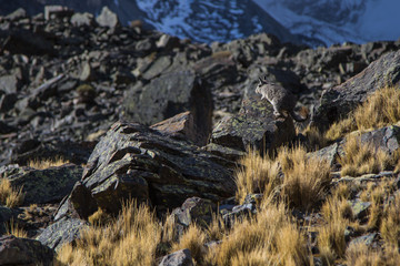 The Bolivian Viscaccia on the rocks