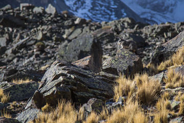 The Bolivian Viscaccia on the rocks