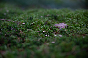 Small mushrooms