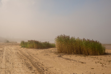 Fototapeta na wymiar Reed on the beach and fog over the sea. Tire tracks printed in the sand