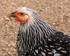portrait of a chicken with black and white feathers