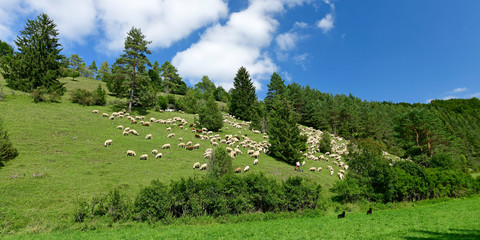 Schafherde (Merinolandschaf / Württemberger) in einer Wacholderheide, Baden-Württemberg / Sheeps © bennytrapp