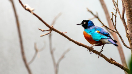 superb starling perched on a branch