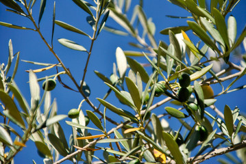 Fototapeta premium green olives on an olive tree